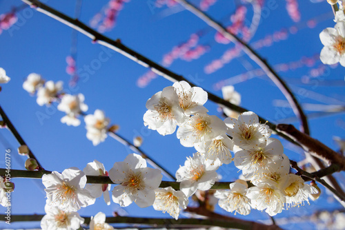 Obraz na płótnie 青空と白い梅の花
w salonie