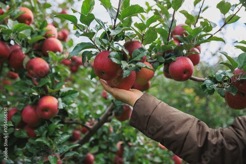 People hand picking red ripen apple in garden photo