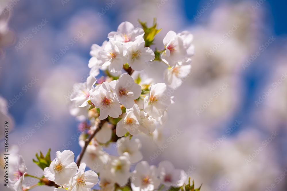Close-up of white blossom tree flowers from a pear tree in spring. White blossom trees, nature springtime. Abstract spring seasonal background with white flowers. Easter background with copy space. Close-up of white blossom tree flowers from a pear tree in spring. White blossom trees, nature springtime. Abstract spring seasonal background with white flowers. Easter background with copy space.