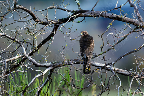 Northern Harrier Hawk perched in dead Arbutus tree Cowichan Bay photo