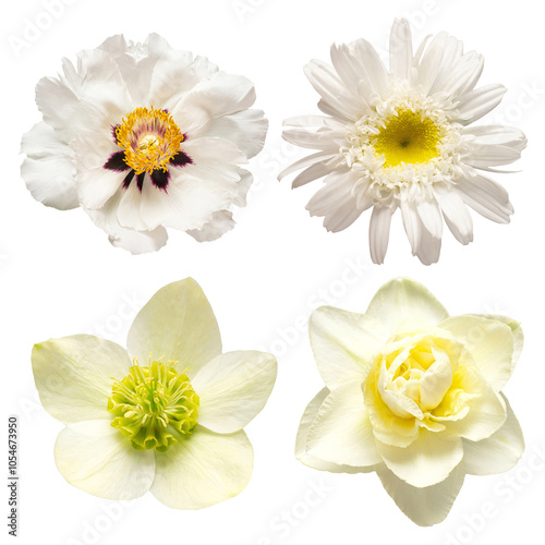 Collection white head flower peony, narcissus, chamomile, hellebore isolated on white background. Beautiful composition for advertising and packaging design in the business. Flat lay, top view