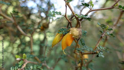 Kowhai