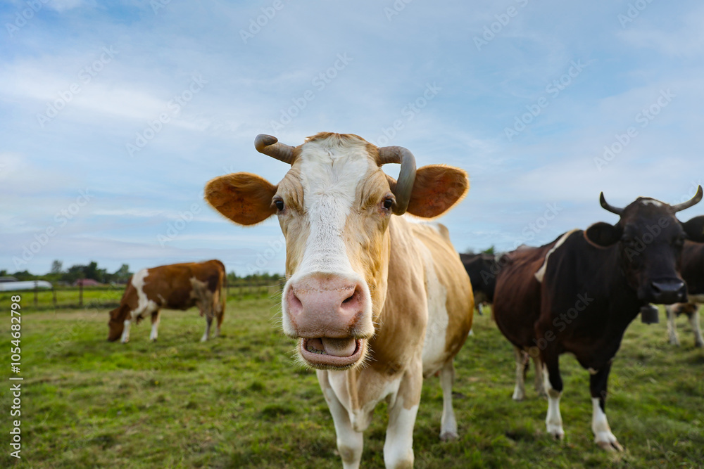 Beautiful cows grazing on green grass outdoors Beautiful cows grazing on green grass outdoors