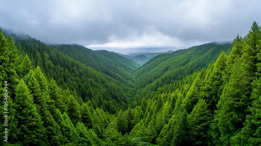 A valley in the forest is shrouded in mist with a cloudy sky above.