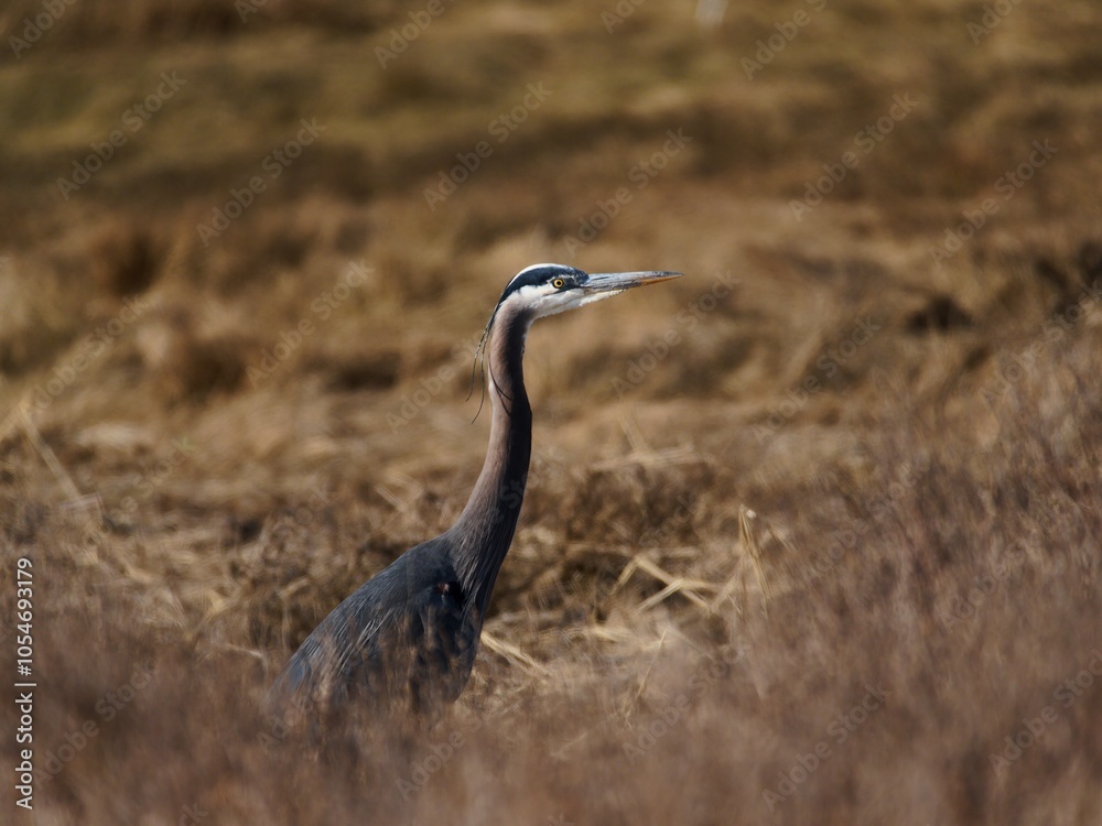 grey heron in the wild grey heron in the wild