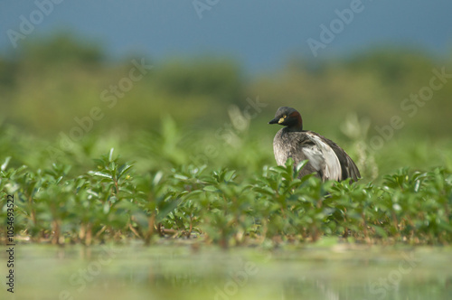 The Australian grebe or Tachybabtus novaehollandiae is water bird. This grebe was building a nest on the green water plants growing in the reservoir water.  photo