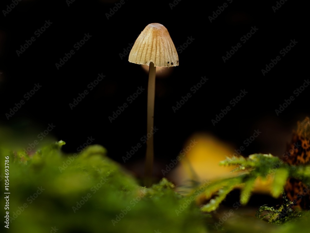 Fototapeta premium fly mushroom