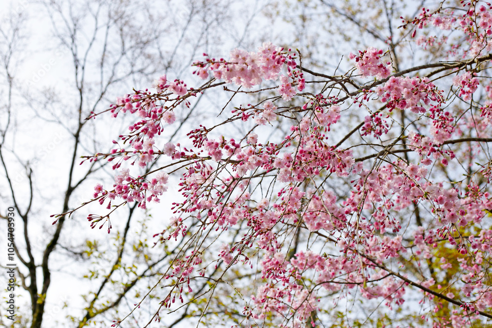 Branches of sakura flowers, cherry blossom Branches of sakura flowers, cherry blossom