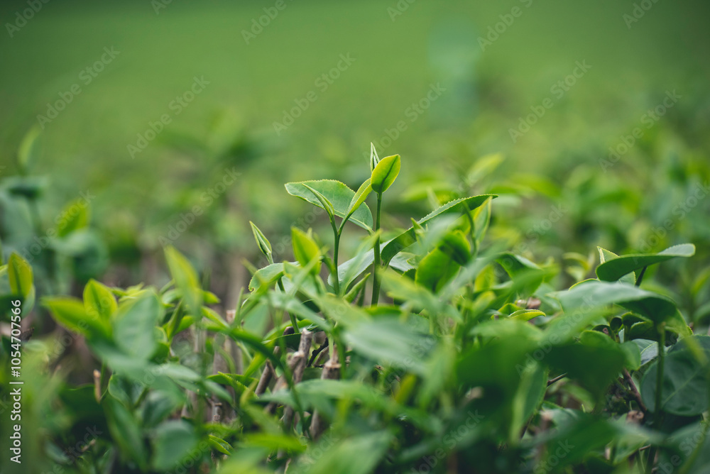 Green tea tree leaves field young tender bud herbal Green tea tree in camellia sinensis organic farm. Close up Fresh Tree tea plantations mountain green nature in herbal farm plant background morning Green tea tree leaves field young tender bud herbal Green tea tree in camellia sinensis organic farm. Close up Fresh Tree tea plantations mountain green nature in herbal farm plant background morning