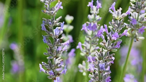A bumble bee lands on a stalk of lavender flowers.