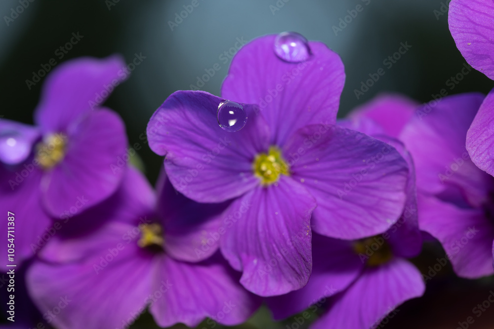 Obraz premium detailed image of a water droplet on a purple African violet flower in bloom