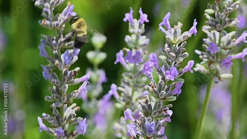 Bumble bee lands on lavender