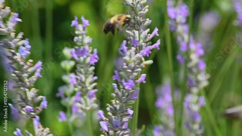 A bumble bee lands on a stalk of lavender swaying in the wind.