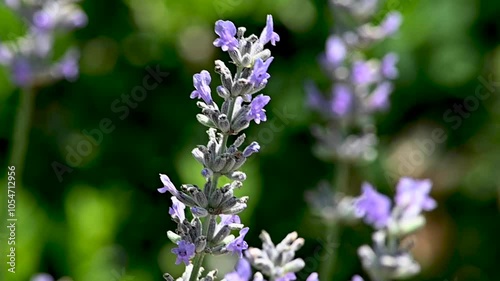 A honey bee lands on a stalk of lavender.