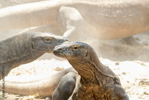 The ferocity of Komodo dragons when they eat their prey with their sharp teeth. strong jaw bite when eating prey with dripping saliva