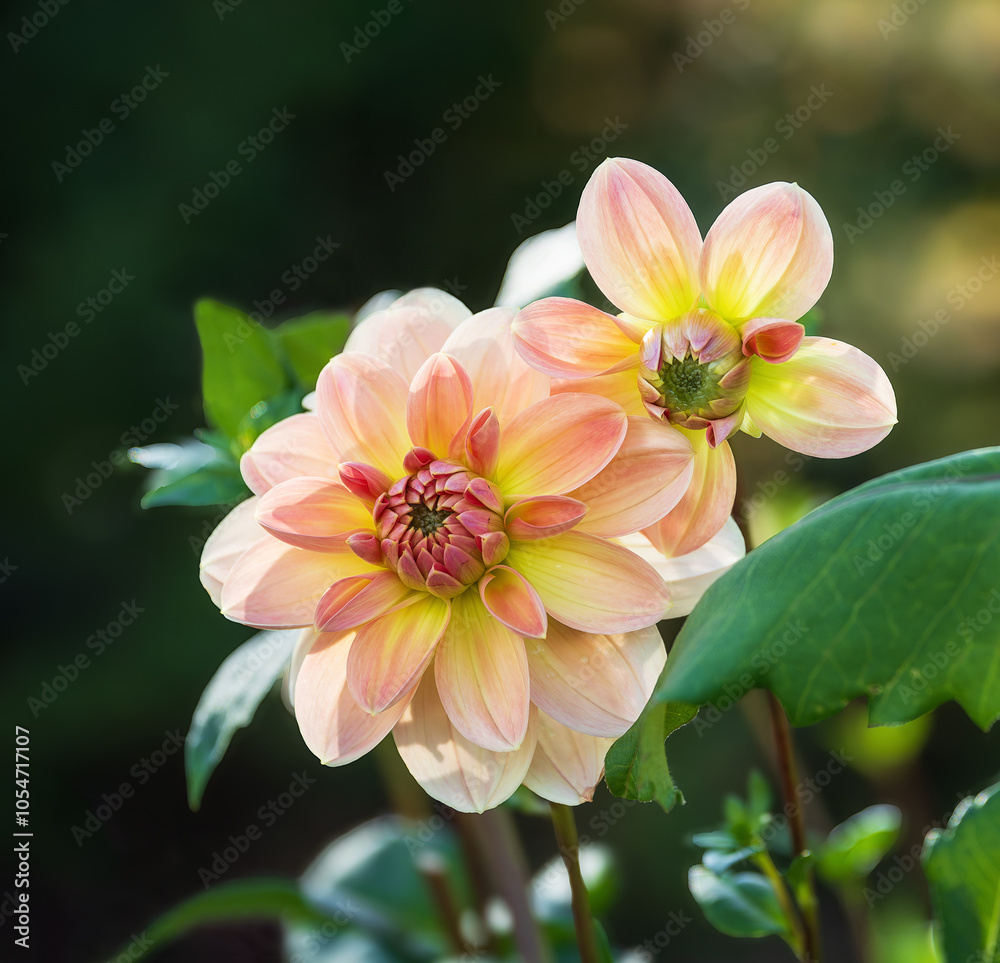 Φωτογραφία Beautiful pink yellow Dahlia flowers blooming in the garden flowerbed
