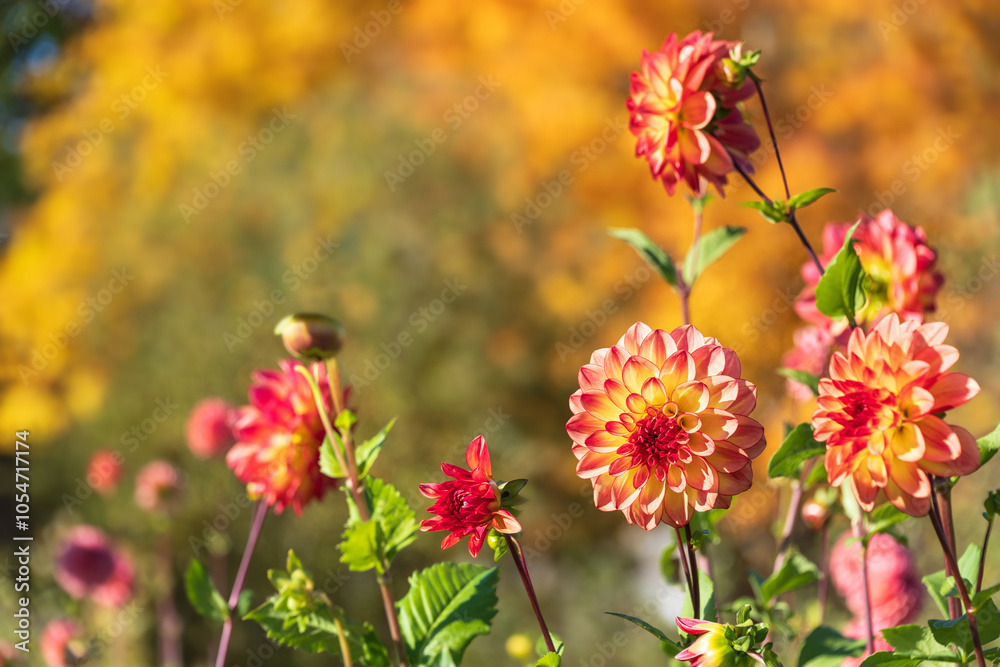 Beautiful red yellow Dahlia flowers blooming in the autumn garden. Natural warm autumn colors background. Beautiful red yellow Dahlia flowers blooming in the autumn garden. Natural warm autumn colors background.