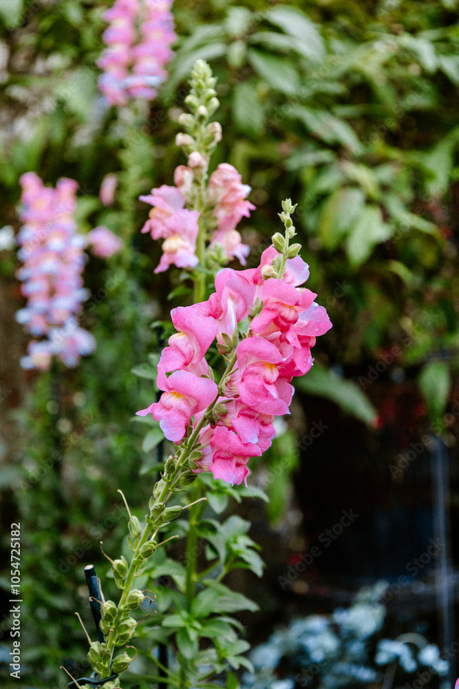 Pink Snapdragons in Bloom: Soft Garden Florals Pink Snapdragons in Bloom: Soft Garden Florals
