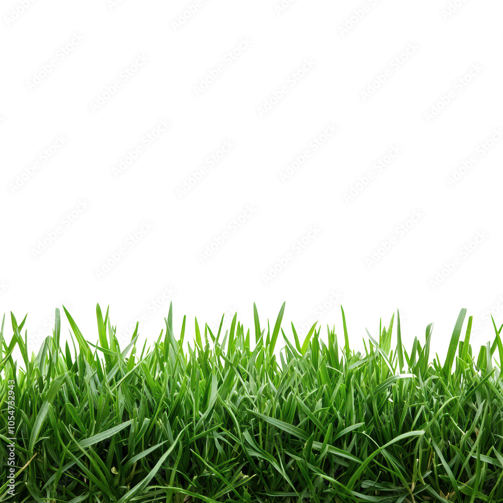 Fototapeta premium Fresh green grass texture for backgrounds or designs