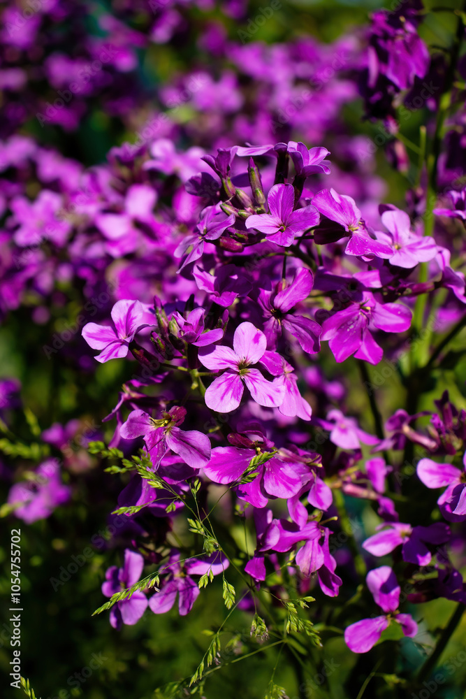 Light shining on lunaria annua flowers on a sunny spring day in a garden in Potzbach, Germany. Light shining on lunaria annua flowers on a sunny spring day in a garden in Potzbach, Germany.