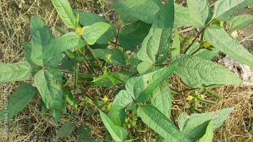 vigna mungo farm in the field