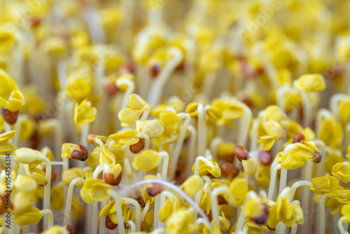 Radish Micro Green Sprouts Before Being Put Under Grow Light photo