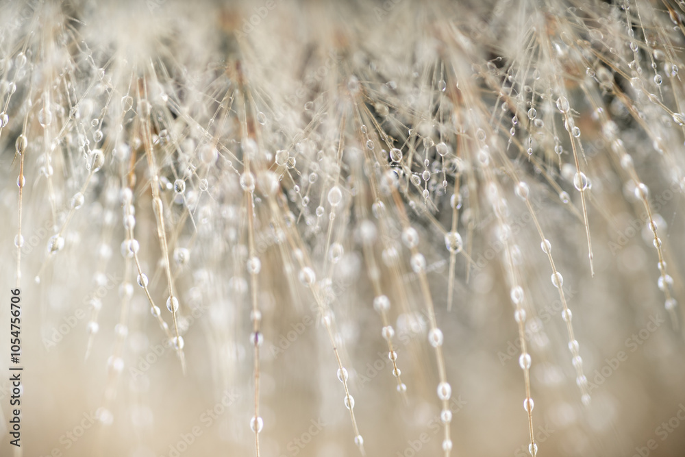 Ethereal Background of Macro Close up with Water Drops and Shallow Focus