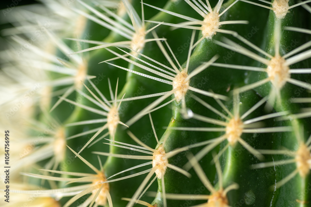 Close up of Golden Barrel Cactus Close up of Golden Barrel Cactus