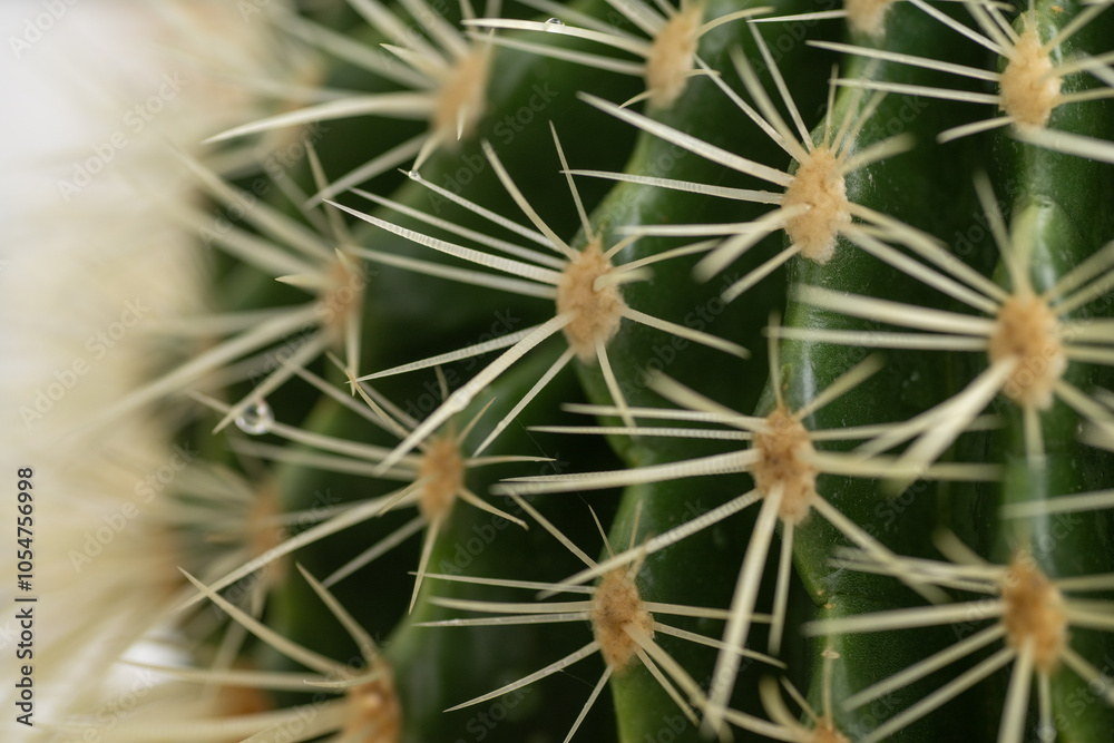 Close up of Golden Barrel Cactus Close up of Golden Barrel Cactus