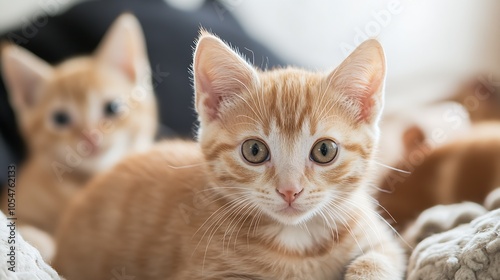 Playful Ginger Kitten with Sibling in Cozy Indoor Setting : Generative AI