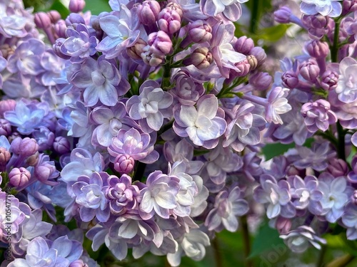 Fresh violet lilac flowers