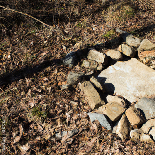 rocks in the forest