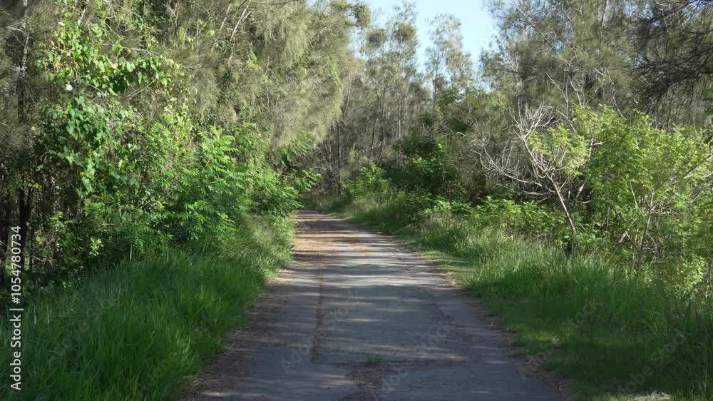 Forest path hike trail inside park recreational place Nimbin Australia Forest path hike trail inside park recreational place Nimbin Australia