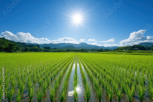 Vibrant Rice Field under Clear Blue Sky