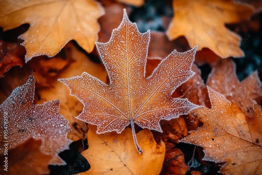 A close-up of autumn leaves, with a prominently featured frosty maple leaf amidst a colorful arrangement of orange and brown foliage A close-up of autumn leaves, with a prominently featured frosty maple leaf amidst a colorful arrangement of orange and brown foliage