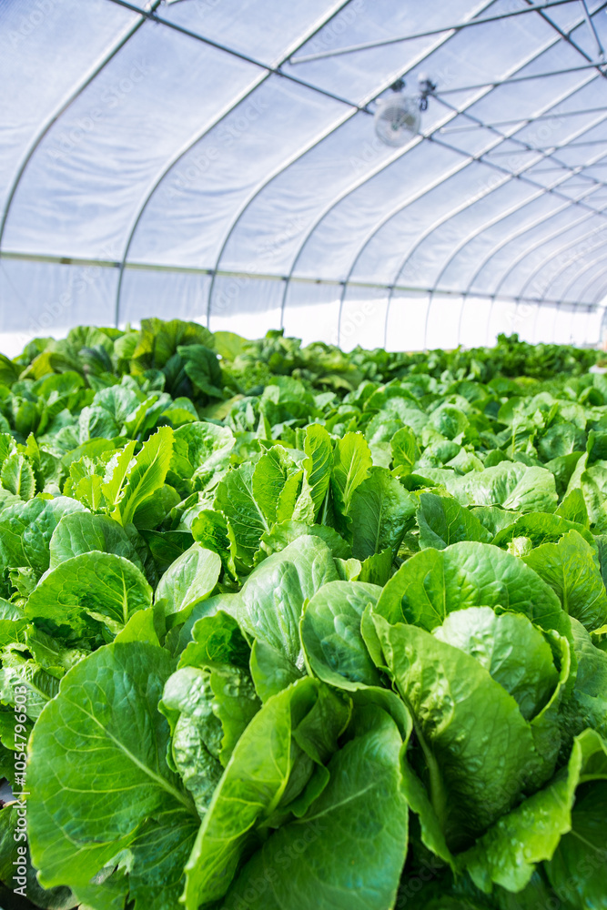 lettuce in a greenhouse lettuce in a greenhouse