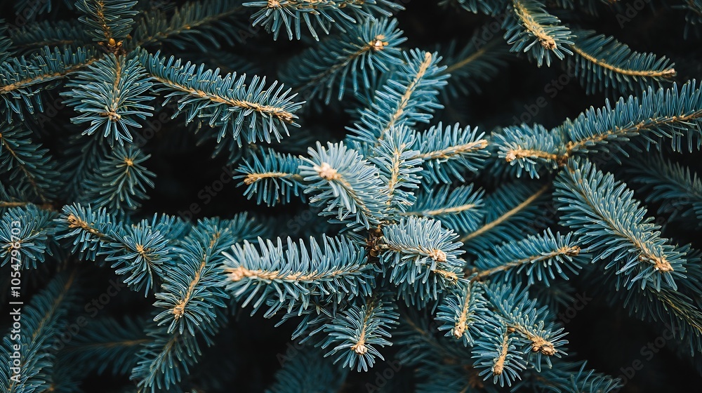 Close Up of Blue Spruce Branches Perfect for Winter and Holiday Themes : Generative AI Close Up of Blue Spruce Branches Perfect for Winter and Holiday Themes : Generative AI