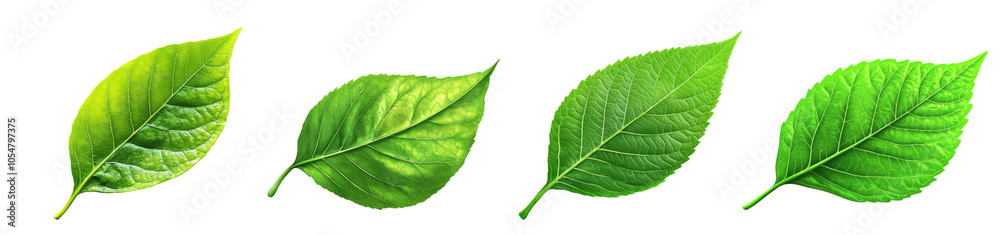 Green Leaves Close-Up with Natural Texture for Botanical and Eco-Friendly Design PNG Icon on transparent background Green Leaves Close-Up with Natural Texture for Botanical and Eco-Friendly Design PNG Icon on transparent background
