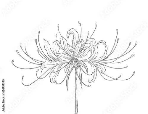 red Spiderlily flower botanical sketch illustration