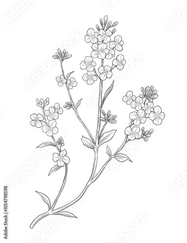 Kanuka flower botanical sketch illustration