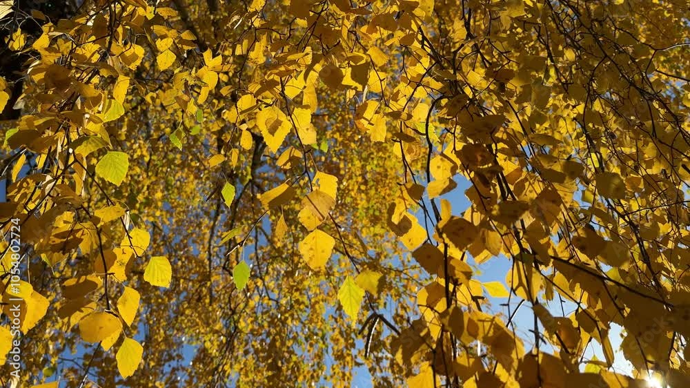 Autumn golden yellow leaves hanging on breeze. Autumn golden yellow leaves hanging on breeze.