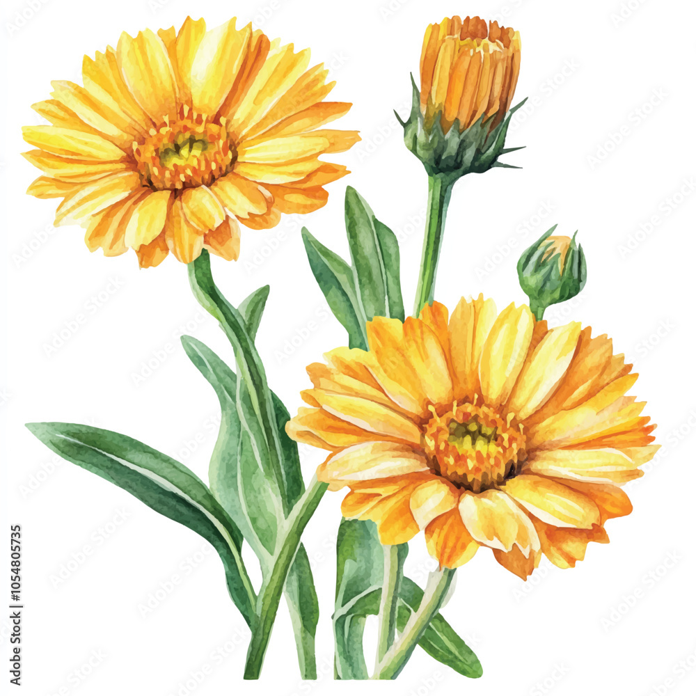 Calendula flower watercolor clipart illustration isolated Calendula flower watercolor clipart illustration isolated