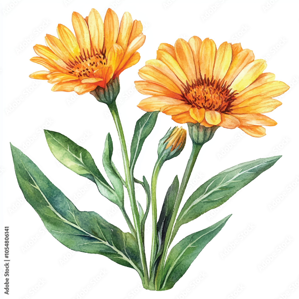 Calendula flower watercolor clipart illustration isolated Calendula flower watercolor clipart illustration isolated