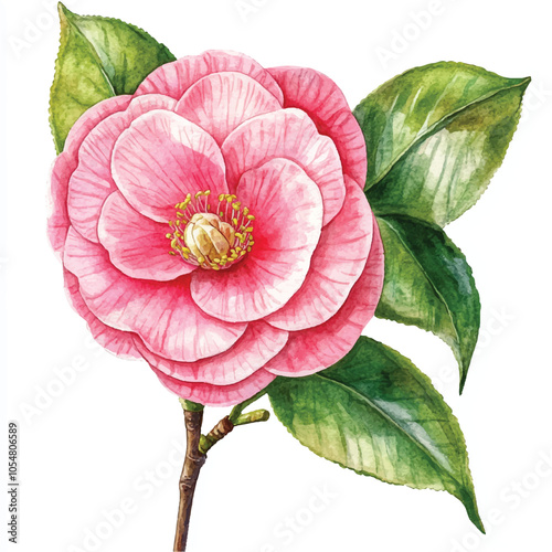 Camellia flower watercolor clipart illustration isolated