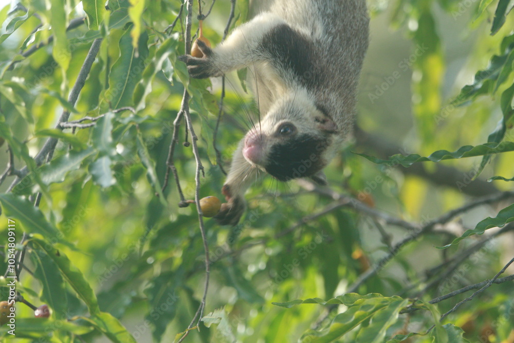 Obraz premium Sri Lanka Giant Squirrel in Sri Lanka 