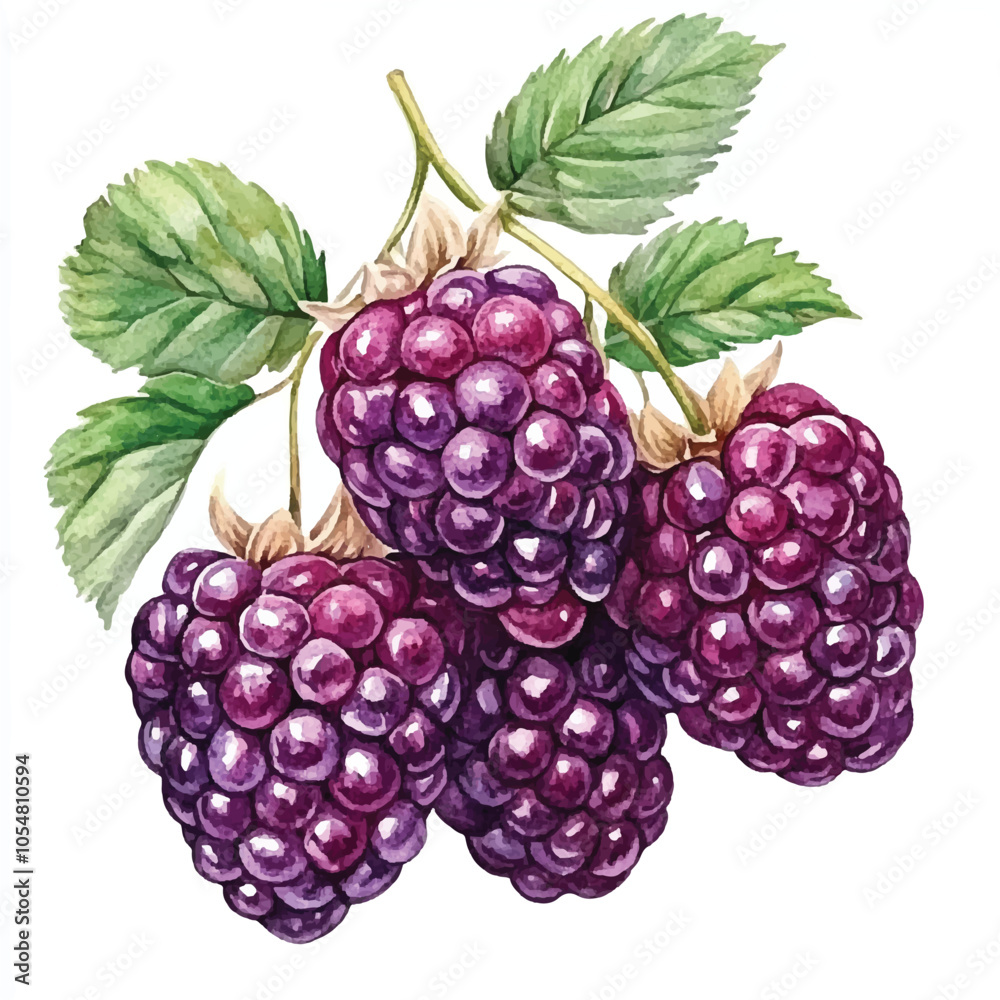 Fototapeta premium Yumberry fruit watercolor clipart illustration