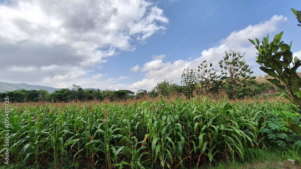 corn field and blue sky corn field and blue sky