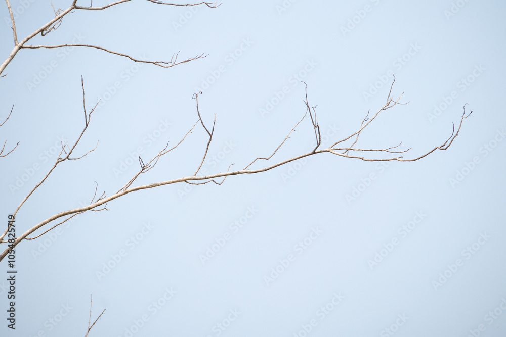 Obraz premium Dry tree branches with blue sky