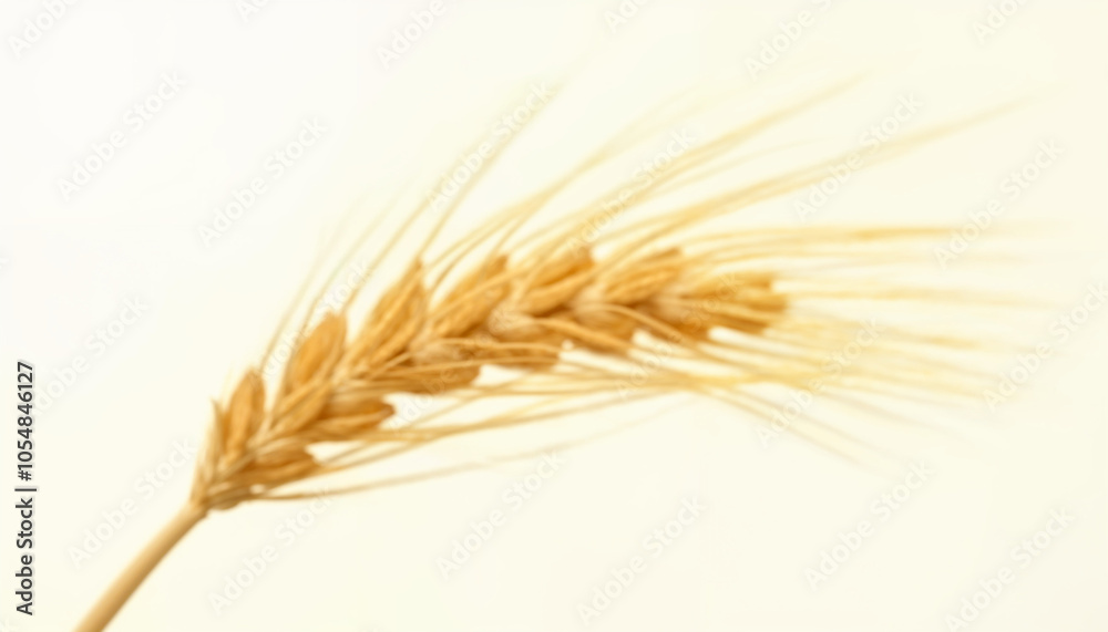 wheat ears isolated on white wheat ears isolated on white