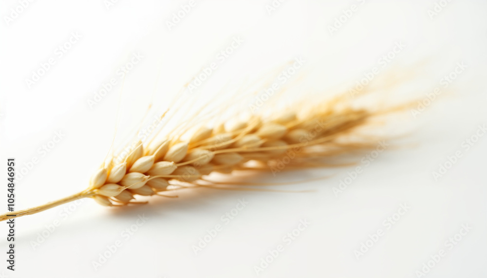 wheat ears isolated on white wheat ears isolated on white